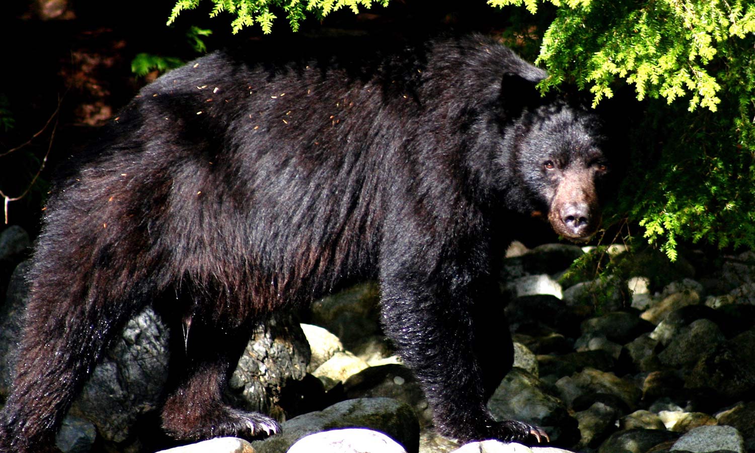 Black Bear in Bush Wet
