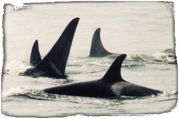 Clayoquot and surrounding marine environments are extremely rich and biologically productive areas where vast salmon populations attract killer whales, humpback whales, porpoises, stellar sea lions, harbour seals, California seals and a vast variety of sea birds.