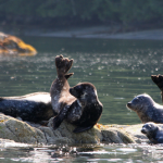 Seals on a Clayoquot zodiac ride