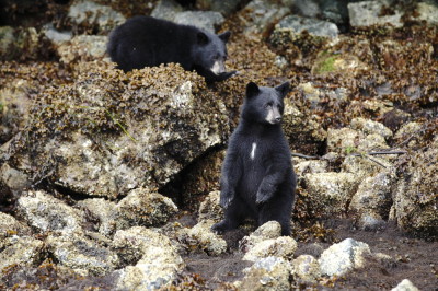 black bear cubs beach standing
