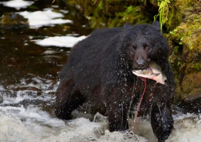 CWR Black Bear Eating Salmon in River