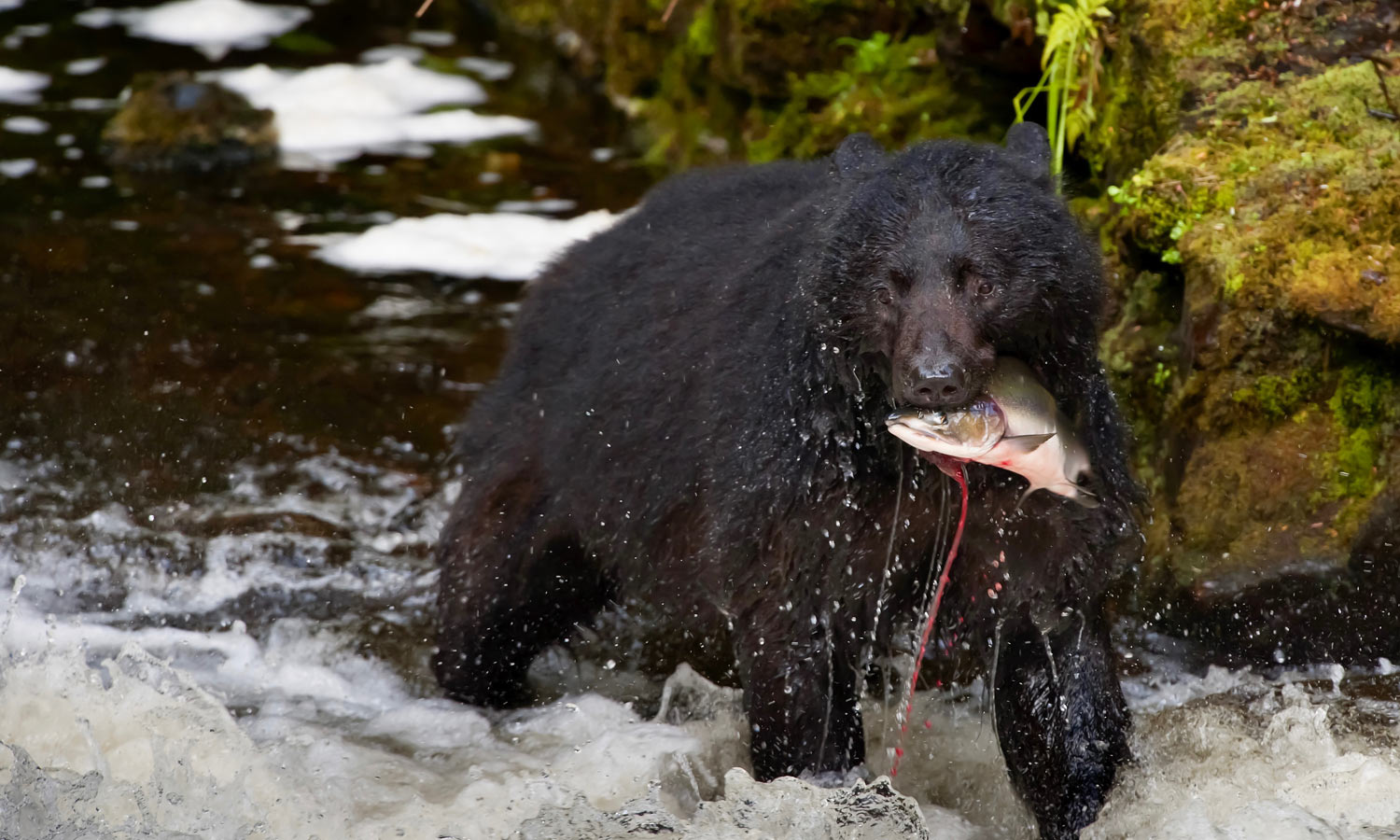 Black Bear Eating Salmon