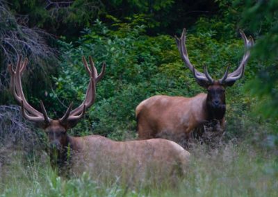 CWR Roosevelt Elk Bedwell Valley