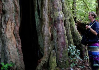 CWR Old Growth 1600 Year Old Tree 'Emily'