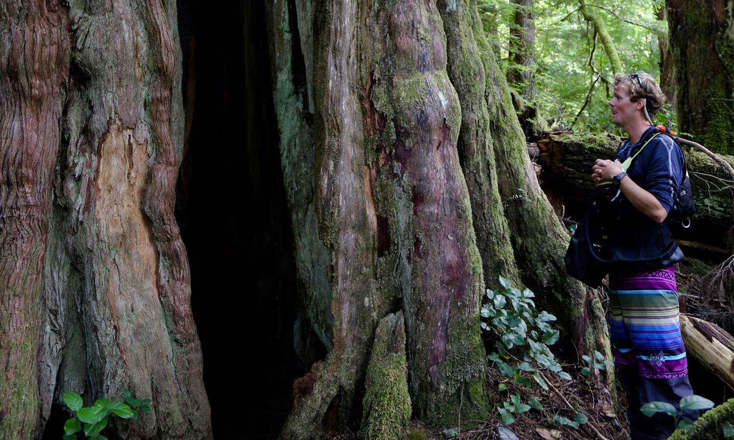 1600 Year Old Tree