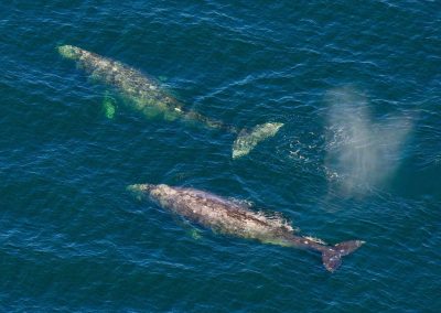 CWR Gray Whales Aerial