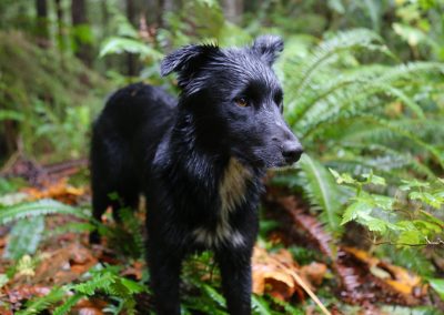 CWR Bear Dog Mickey in the Forest