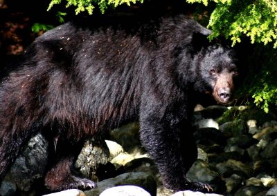 CWR Black Bear in Bush Wet