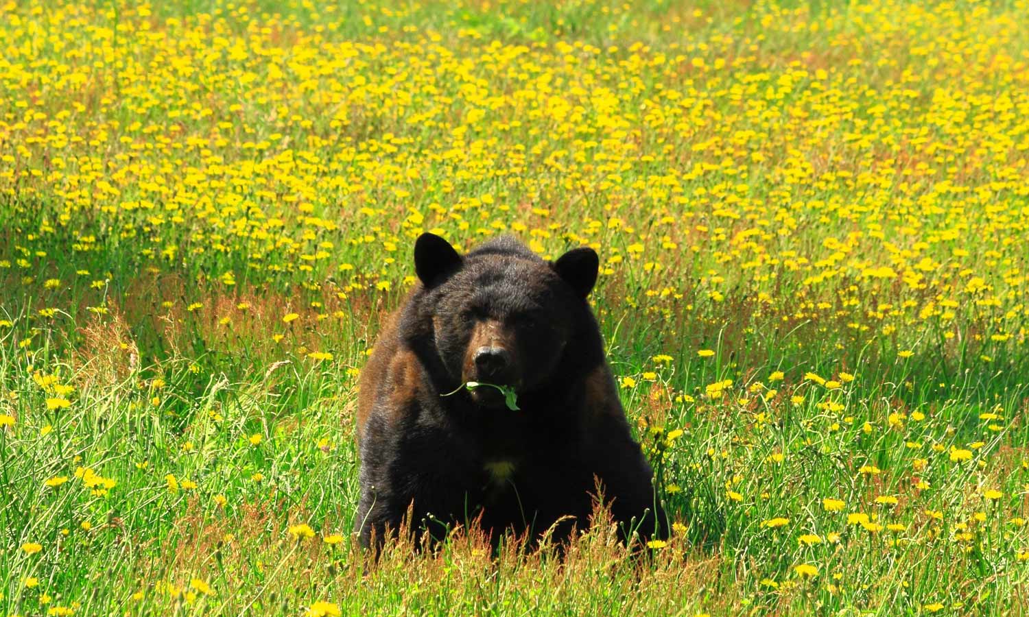 Black Bear in Meadow