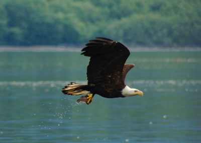 CWR Bald Eagle Catching Fish