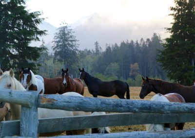 CWR Horses in Paddock Misty Morning