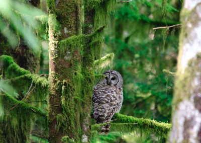 CWR Barred Owl in Mossy Tree