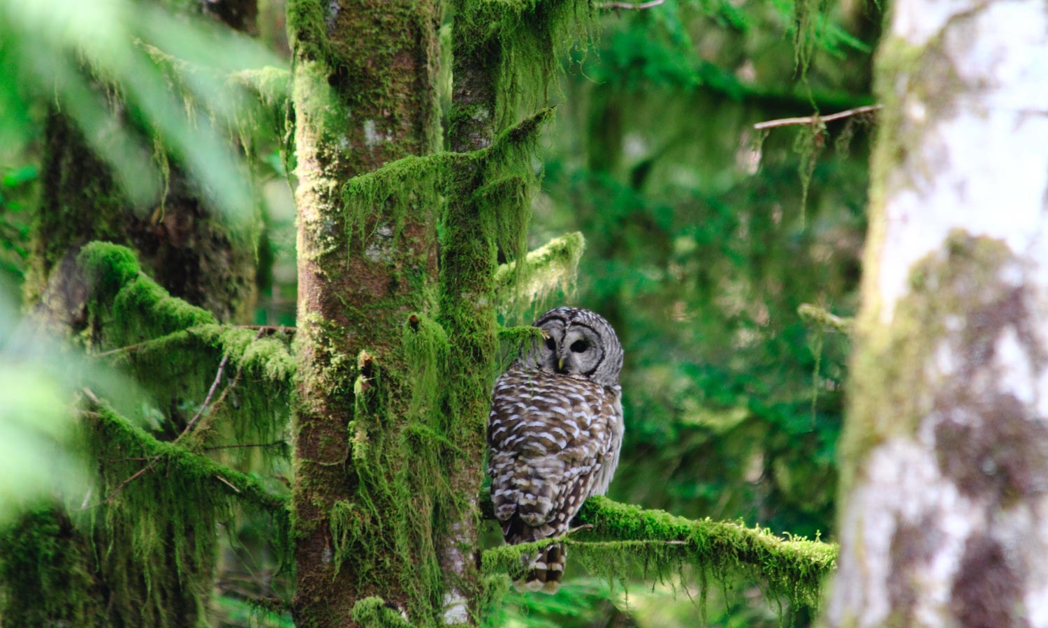 Owl in Mossy Tree 