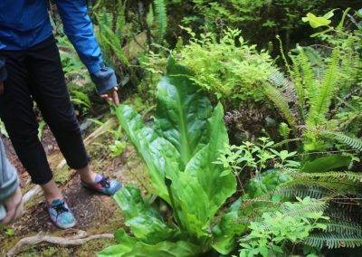 CWR Wild Side interpretive Trail Native Plants