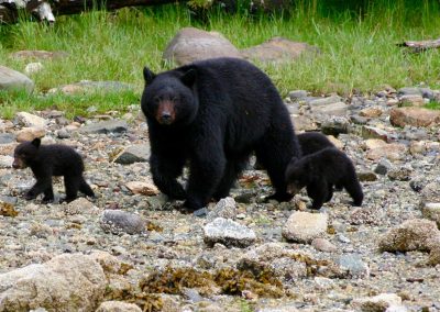 CWR Black Bear Mum and Cubs on Foreshore