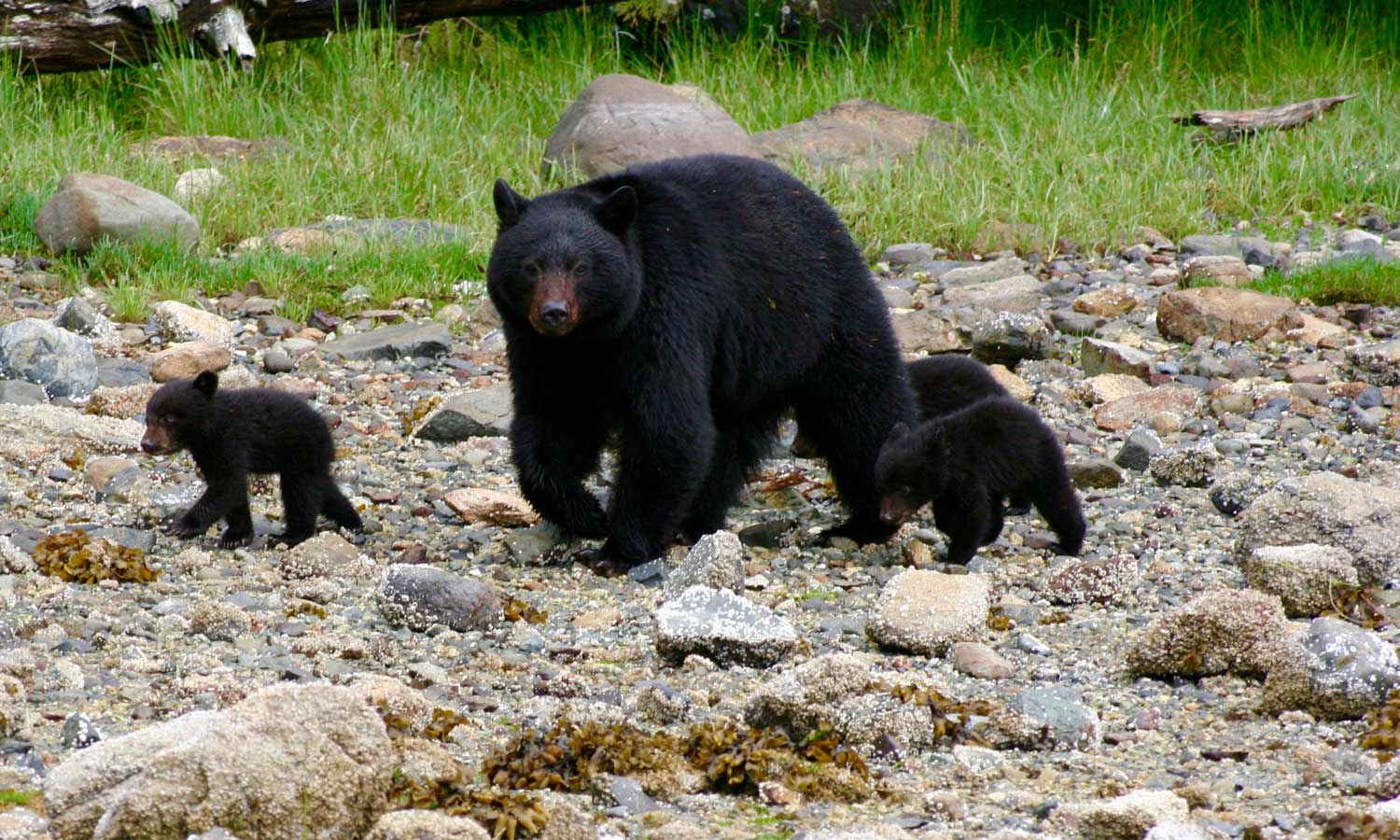 Black Bear Mum and Cubs