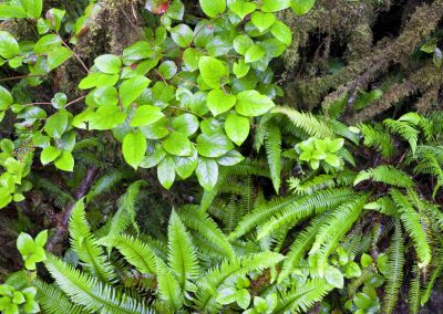 CWR Deer Fern and Salal