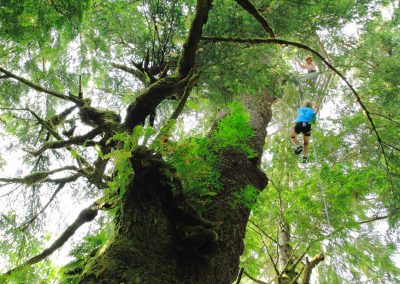 CWR Climbing and Rappelling Sitka Spruce